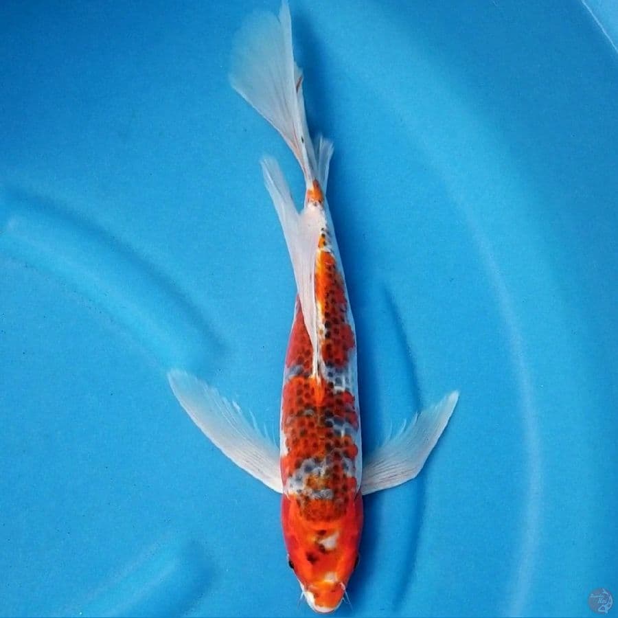 GOSHIKI 36 CM