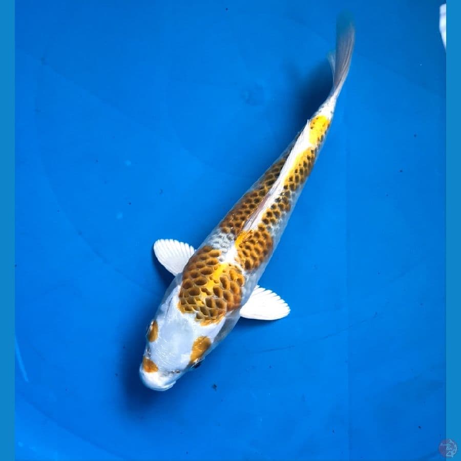 kirin super hikari 23cm