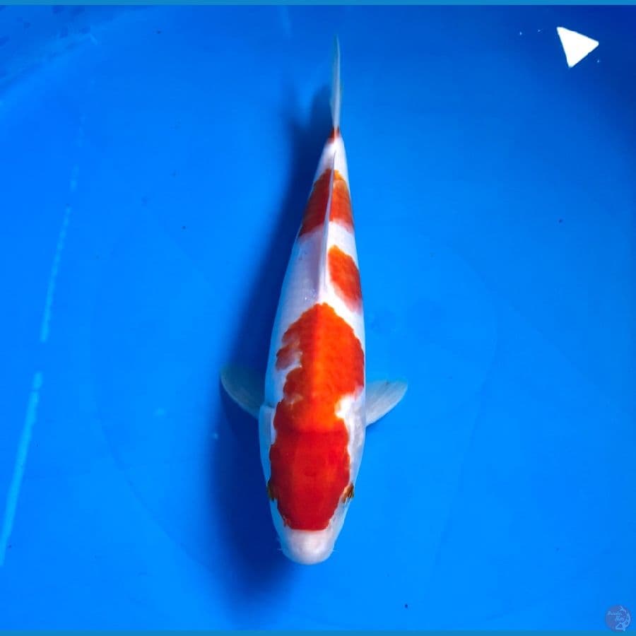 kohaku bulky 27cm
