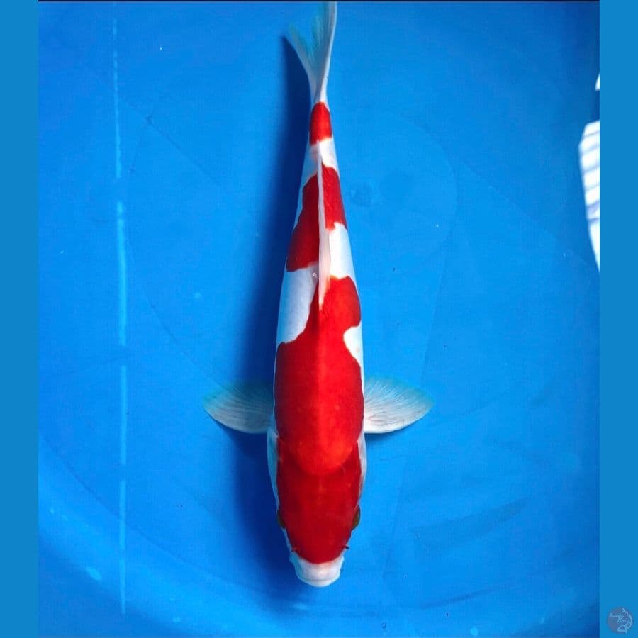 kohaku doit murni 33cm