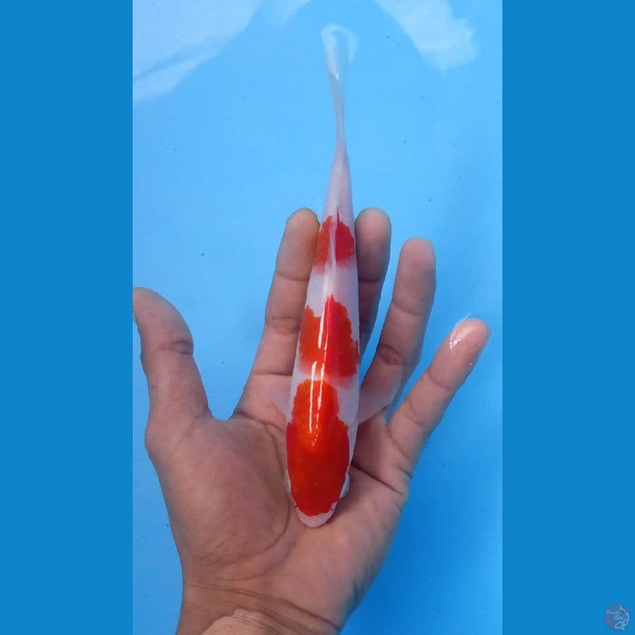 Kohaku 20.Cm
