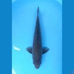 SORAGOI NETTING ISTIMEWA 46CM