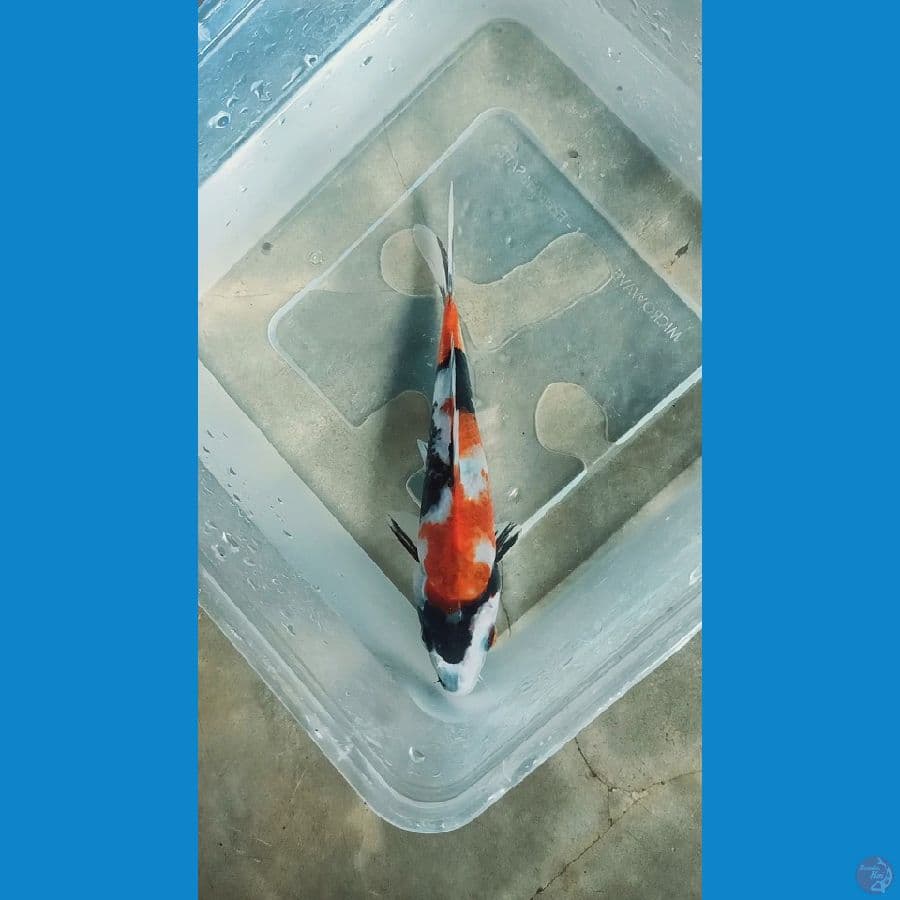 Showa 17cm