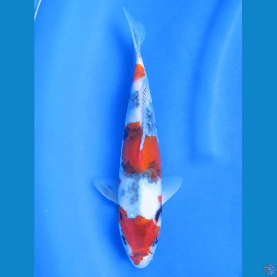 Super tategoi showa, 28cm