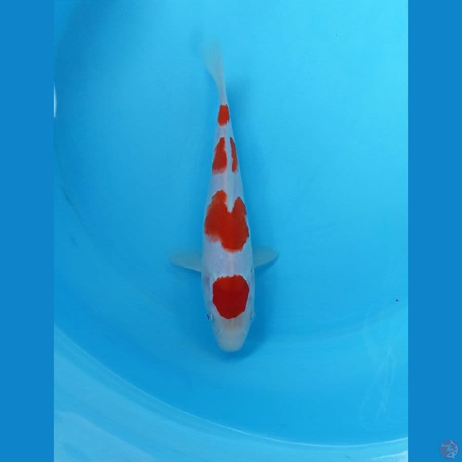 Kohaku 20cm