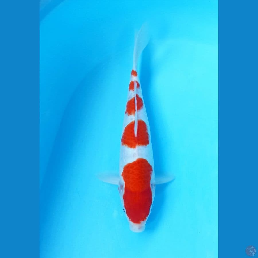 Kohaku 28cm