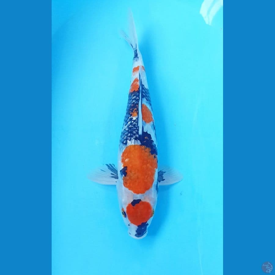 Showa ginrin 38cm