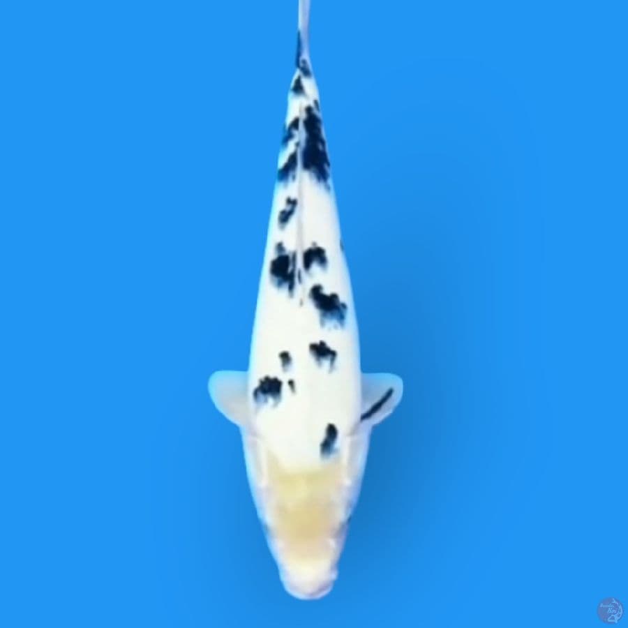 SQ BEKKO DALMATION 32cm