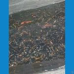 bibitan showa shiro gindrin size 3-15 cm,5000 ekor