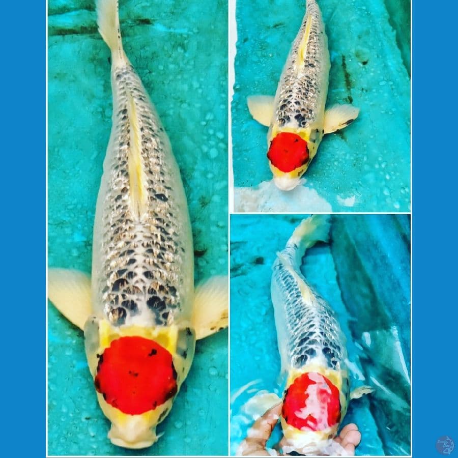 Tancho Goshiki Ginrin male 50CM