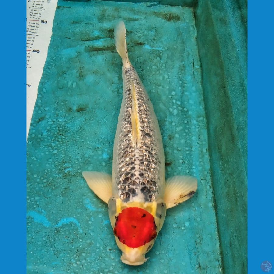 Tancho Goshiki Ginrin male 50CM