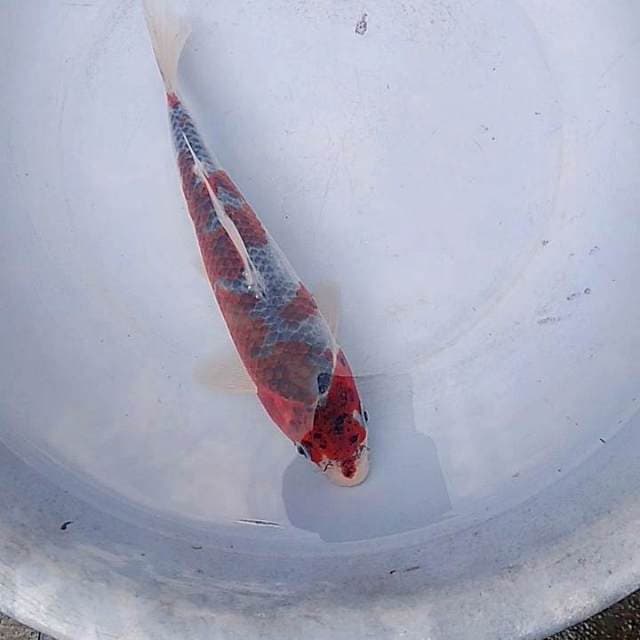 Goshiki