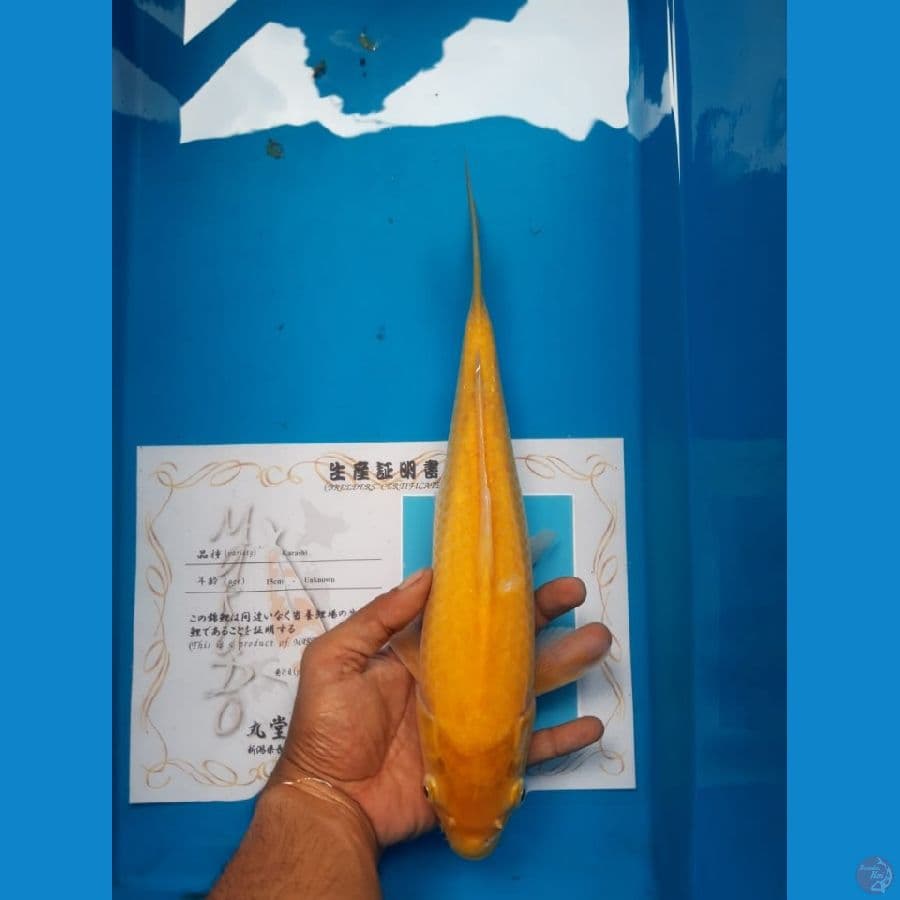 Marudo karashi mata merah 33cm import serti