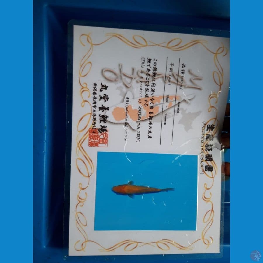 Marudo karashi mata merah 33cm import serti