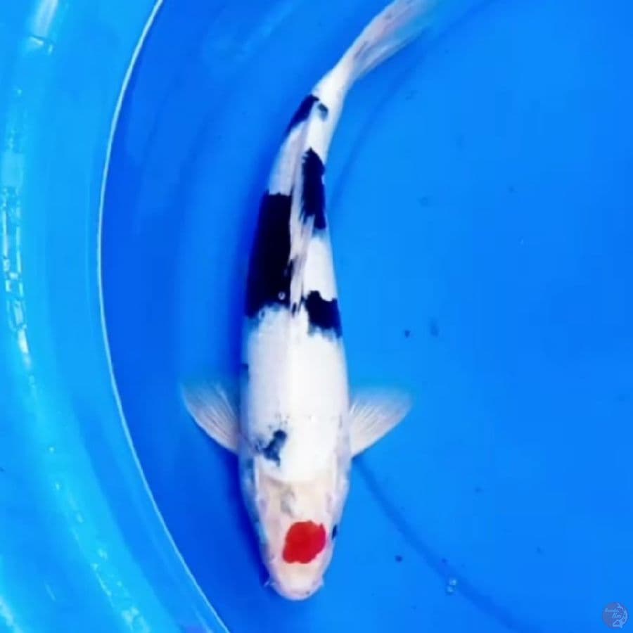 TATEGOI TANCHO SHOWA HQ 35cm