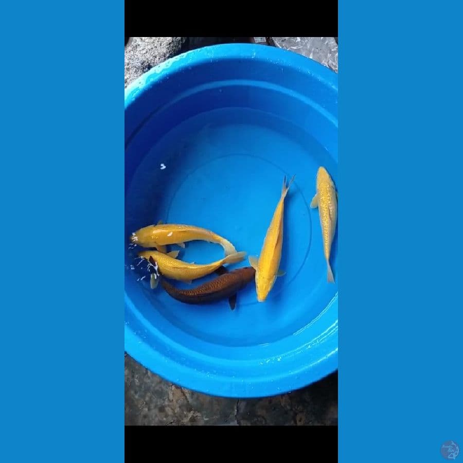 30-33cm