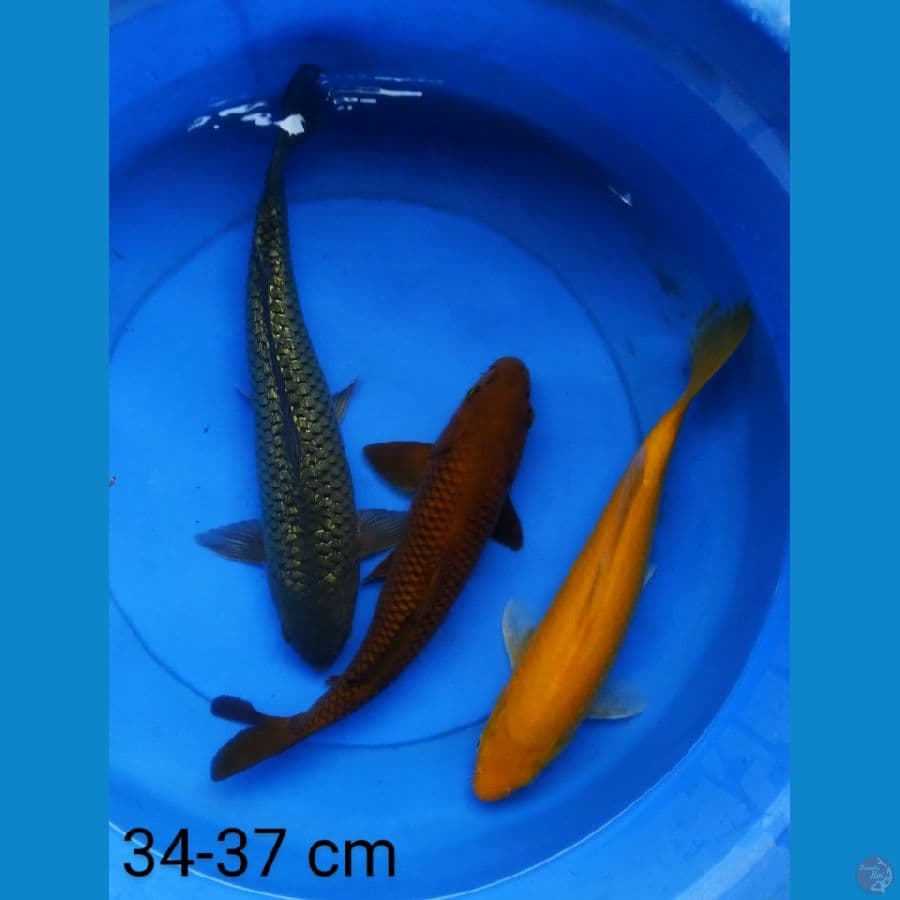 mix berkah ramadan 34-37 cm