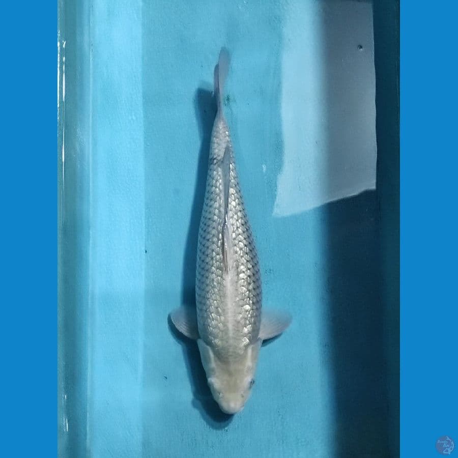Siragoi ginrin Female 49cm