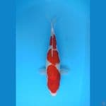KOHAKU SANDAN BEAUTY 40BU