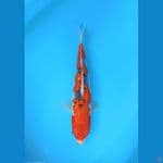 GOSHIKI MAWAR POLA INAZUMA 41CM