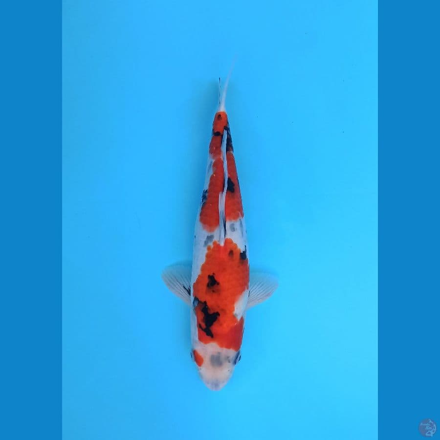 TATEGOI HOWA MALE 32CM