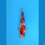 TATEGOI HOWA MALE 32CM