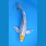 TANCHO KUMPAY KIRIN 40BU