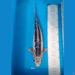 SHUSUI 38cm FEMALE