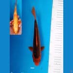 AKA MATSUBA 23cm