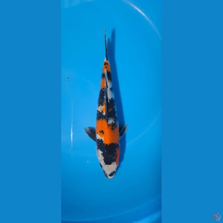 showa 25 Cm