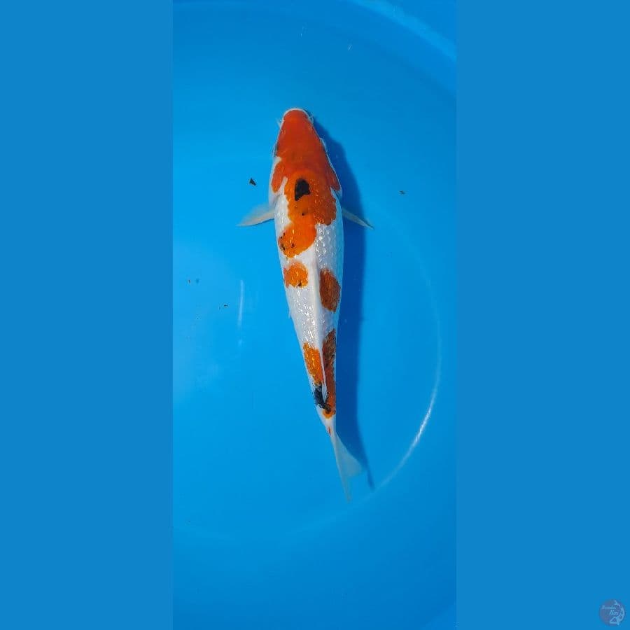 showa ginrin 28cm