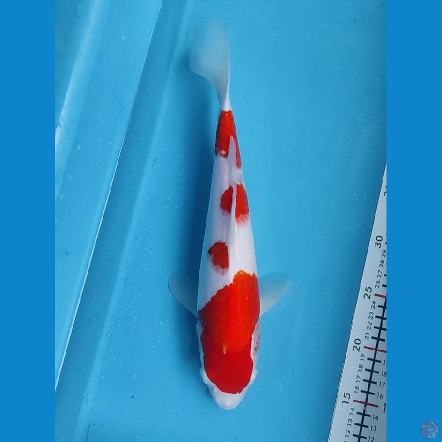 kohaku 35cm