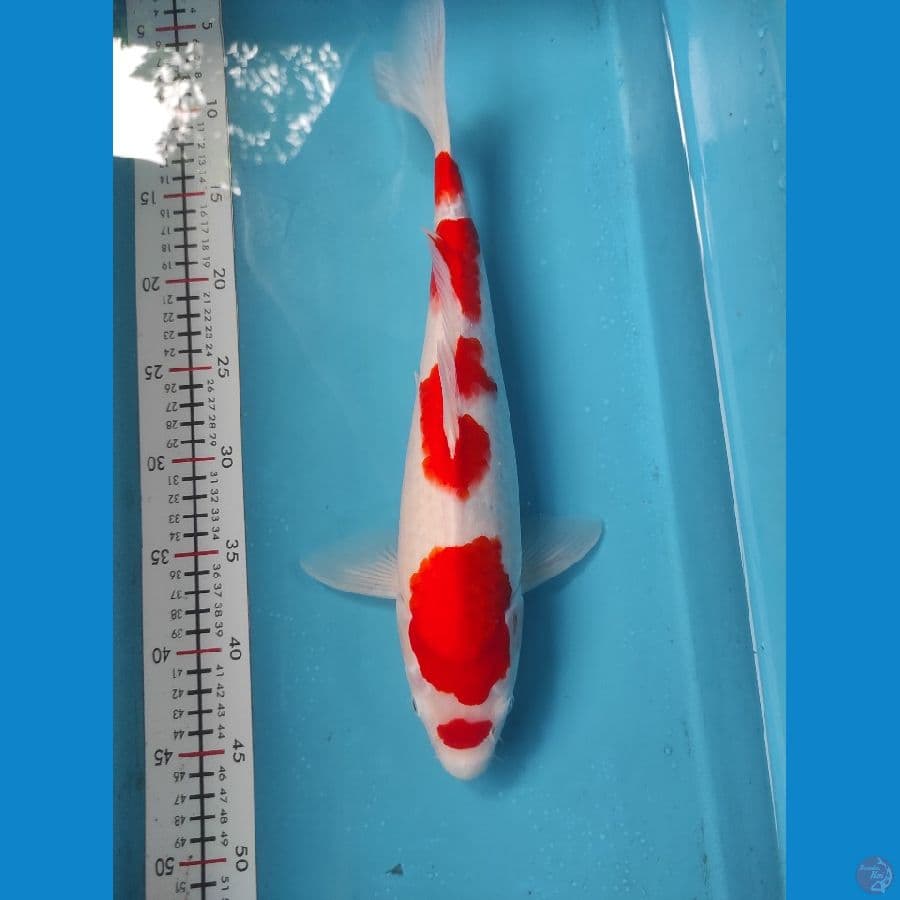 kohaku 38cm