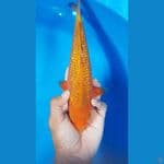 karamel 25cm