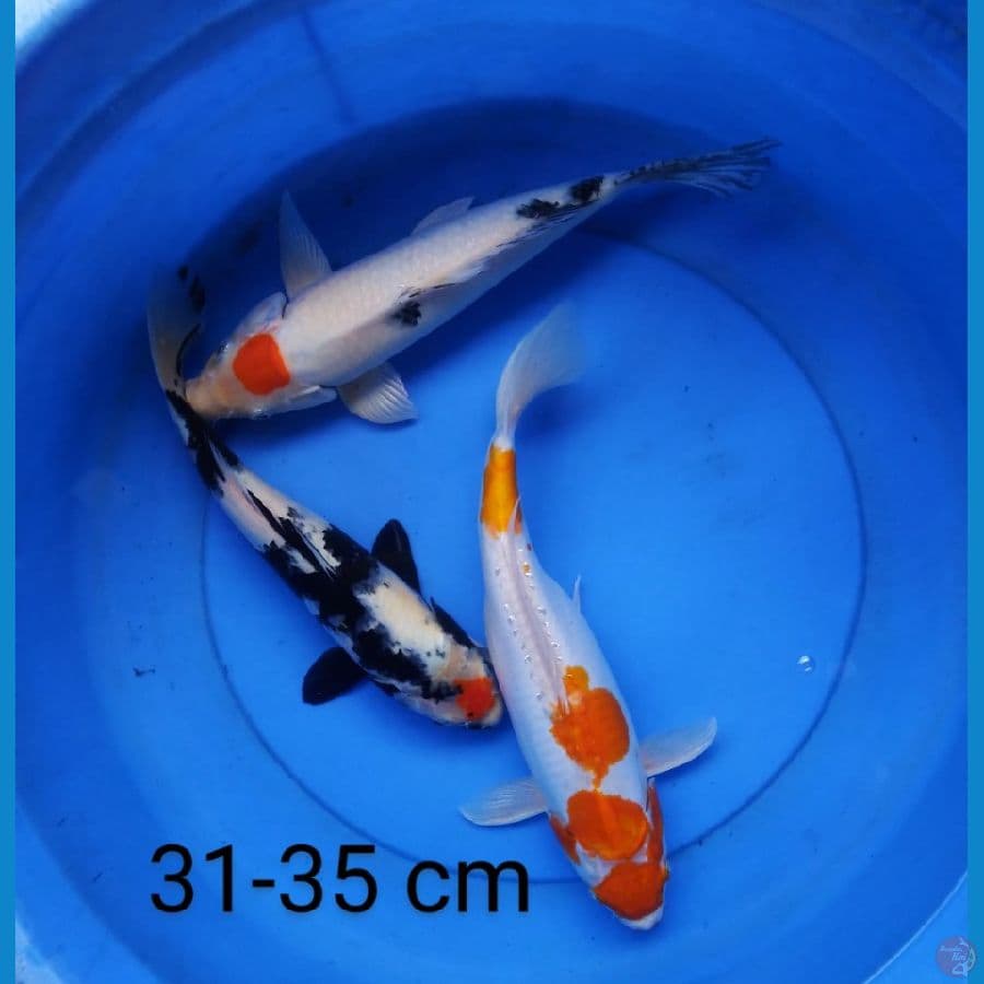 mix 31-35 cm