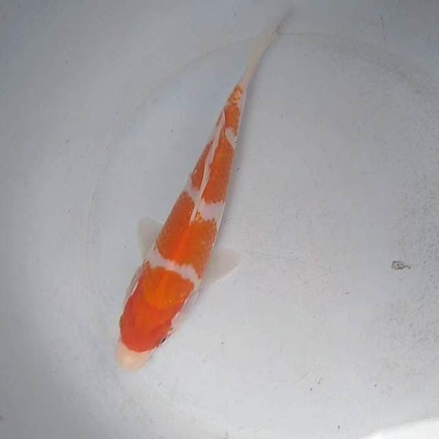 Yondan kohaku