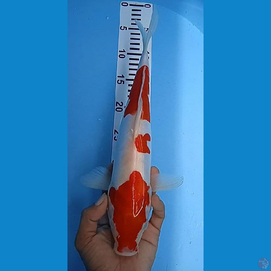 doitsu size : 34 cm jantan
