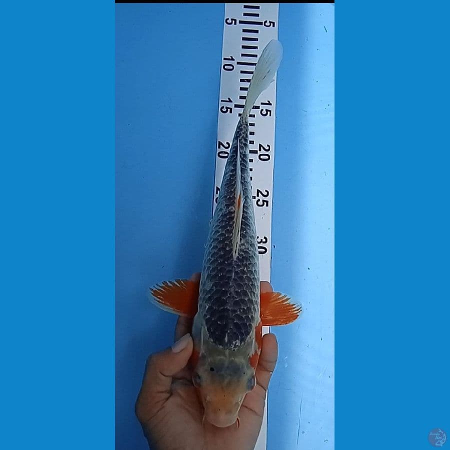 asagi size : 33 cm 
