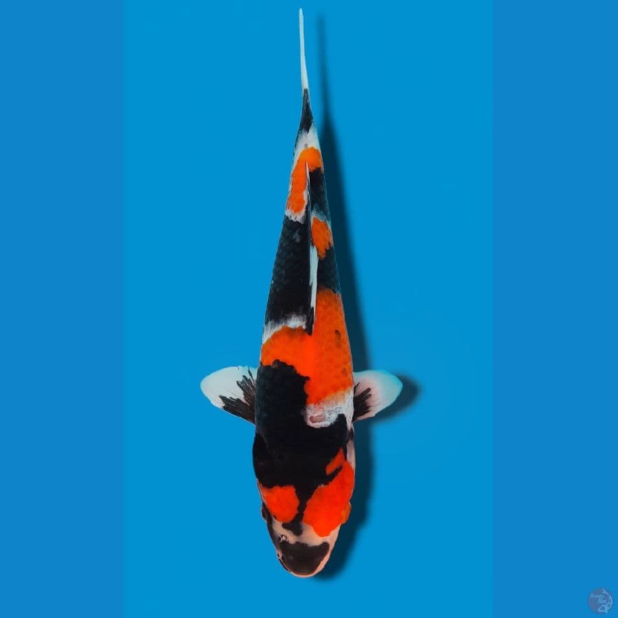showa sansoku 29cm Male