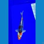ghosiki 35cm male