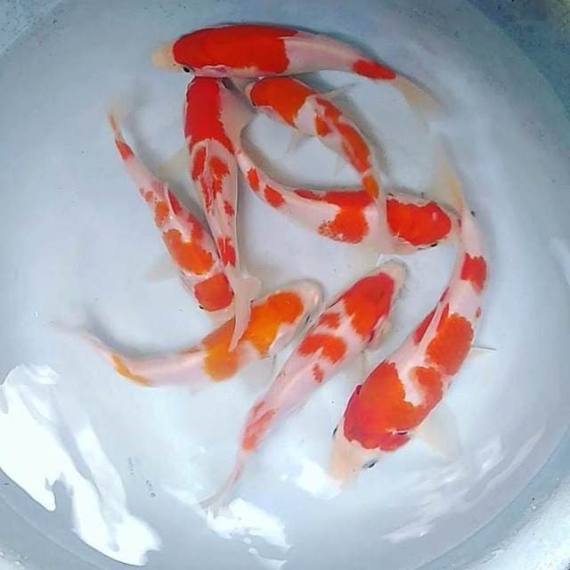 Paket kohaku 8 ekor