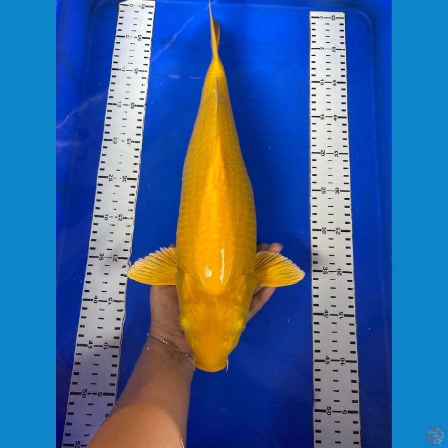 punuk karashi lemon 44 cm