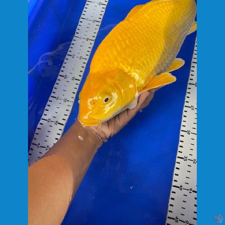 punuk karashi lemon 44 cm