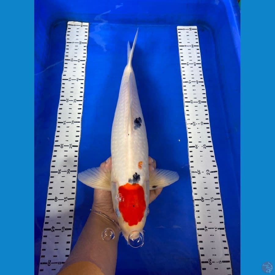 47 cm tancho ori