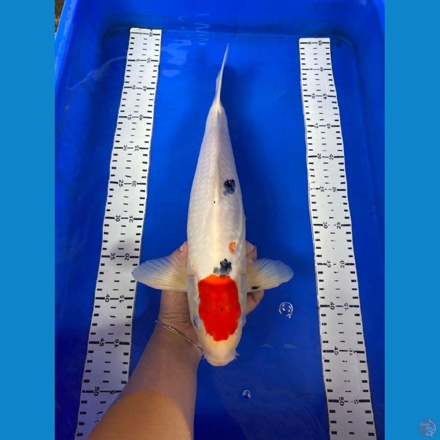 47 cm tancho ori
