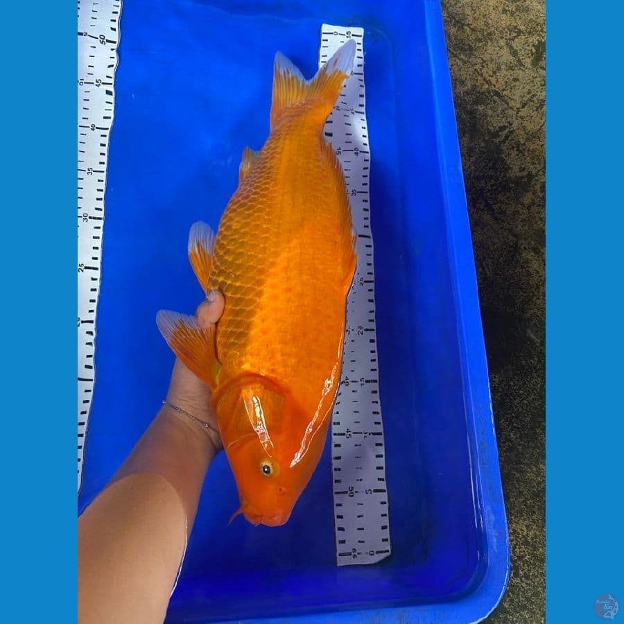 akahajiro 46 cm