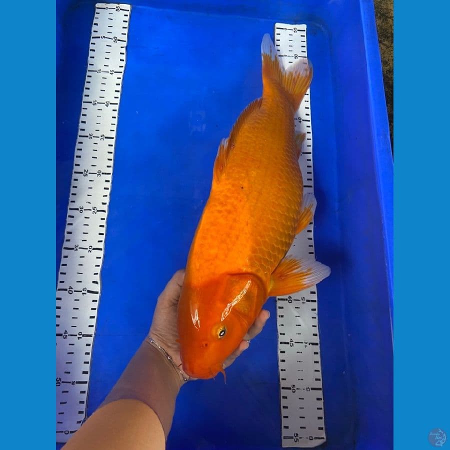 akahajiro 46 cm