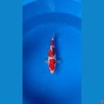 Kohaku Doitsu F24cm murni original sejak lahir 