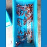 paket 70 ekor 