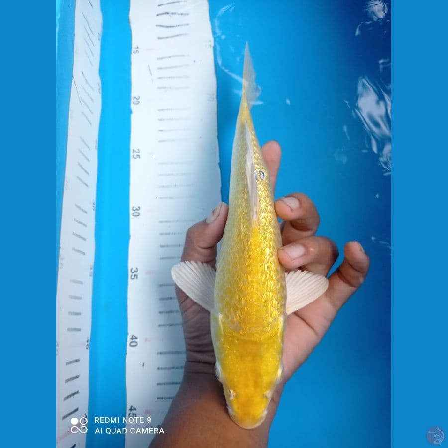 kinggindrin c 27cm